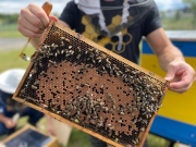 ​Dachser v Českých Budějovicích stáčel první med z firemních úlů