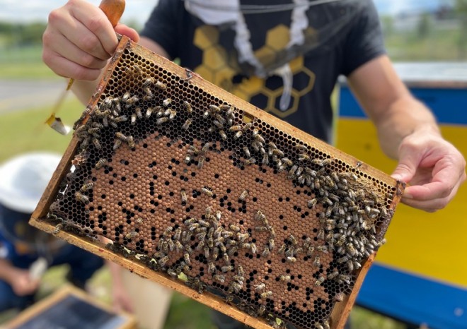 ​Dachser v Českých Budějovicích stáčel první med z firemních úlů